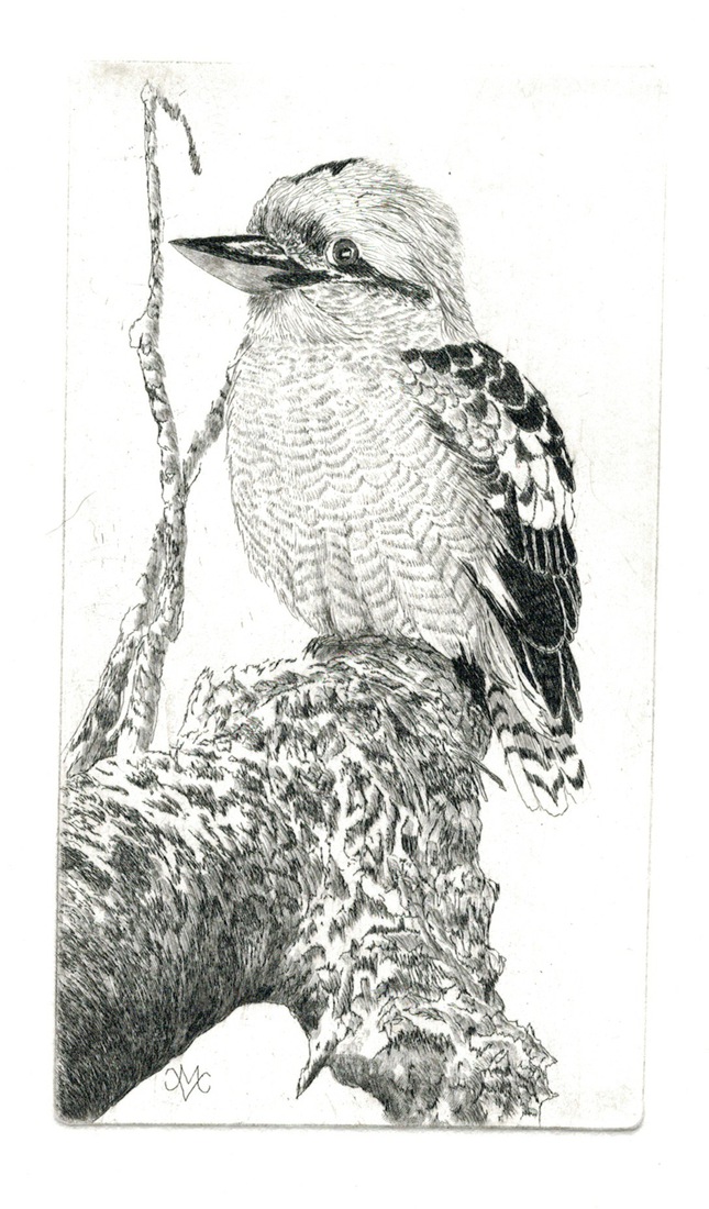 Kookaburra