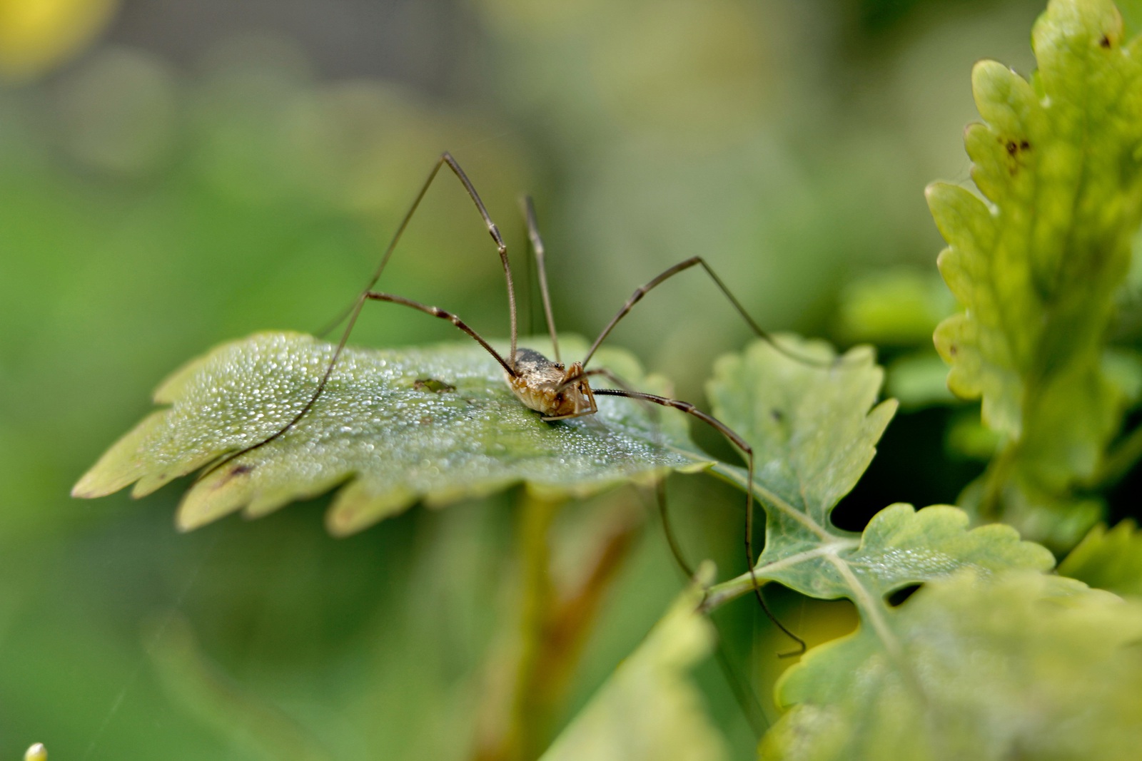 Spider on leaf