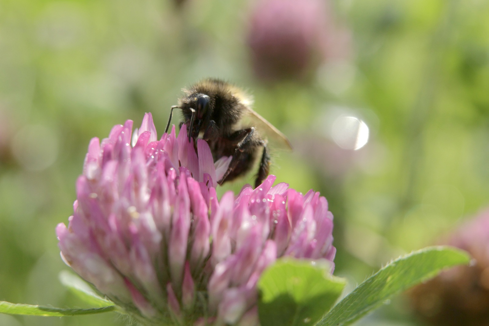 Bee on clover