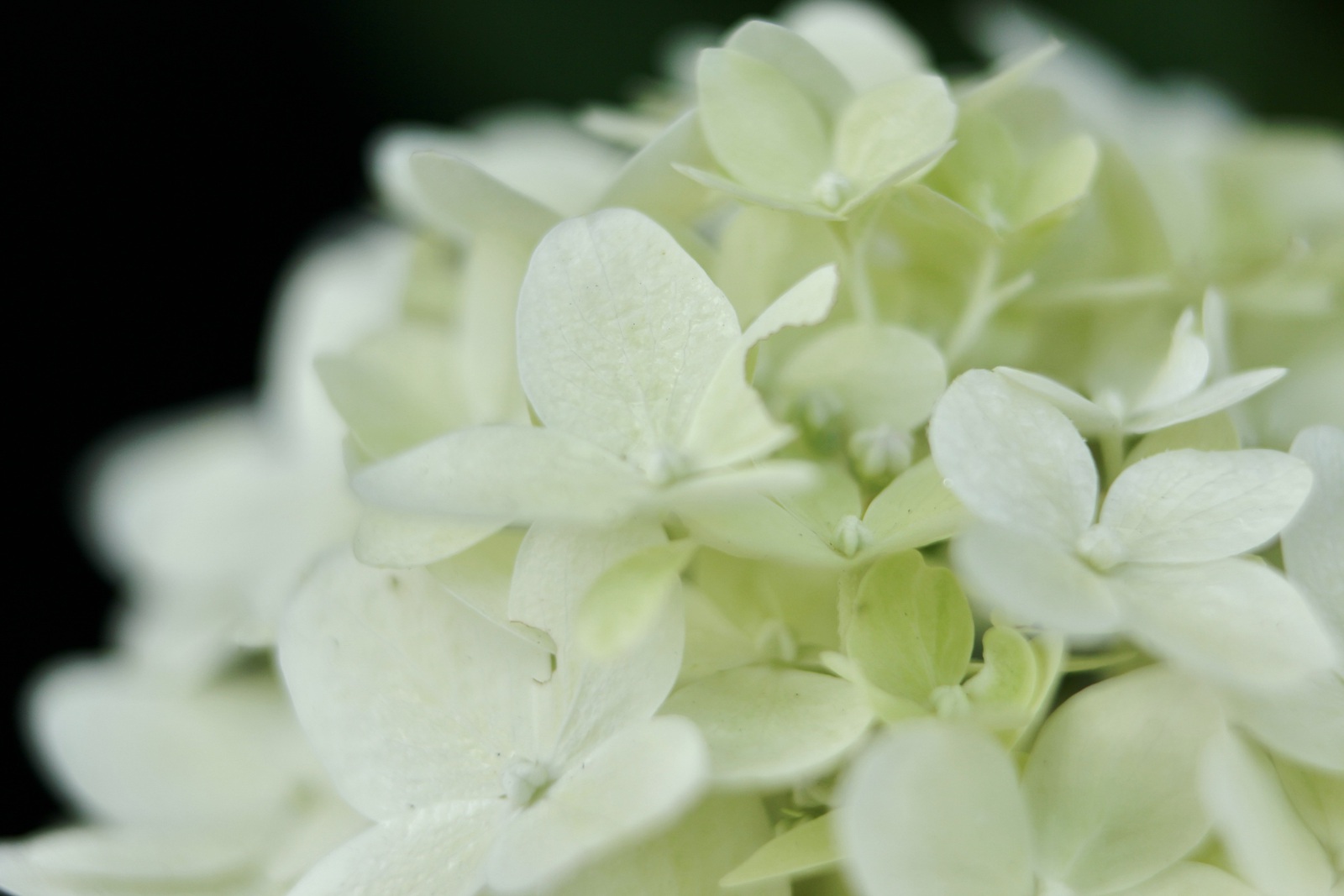 Witte hortensia