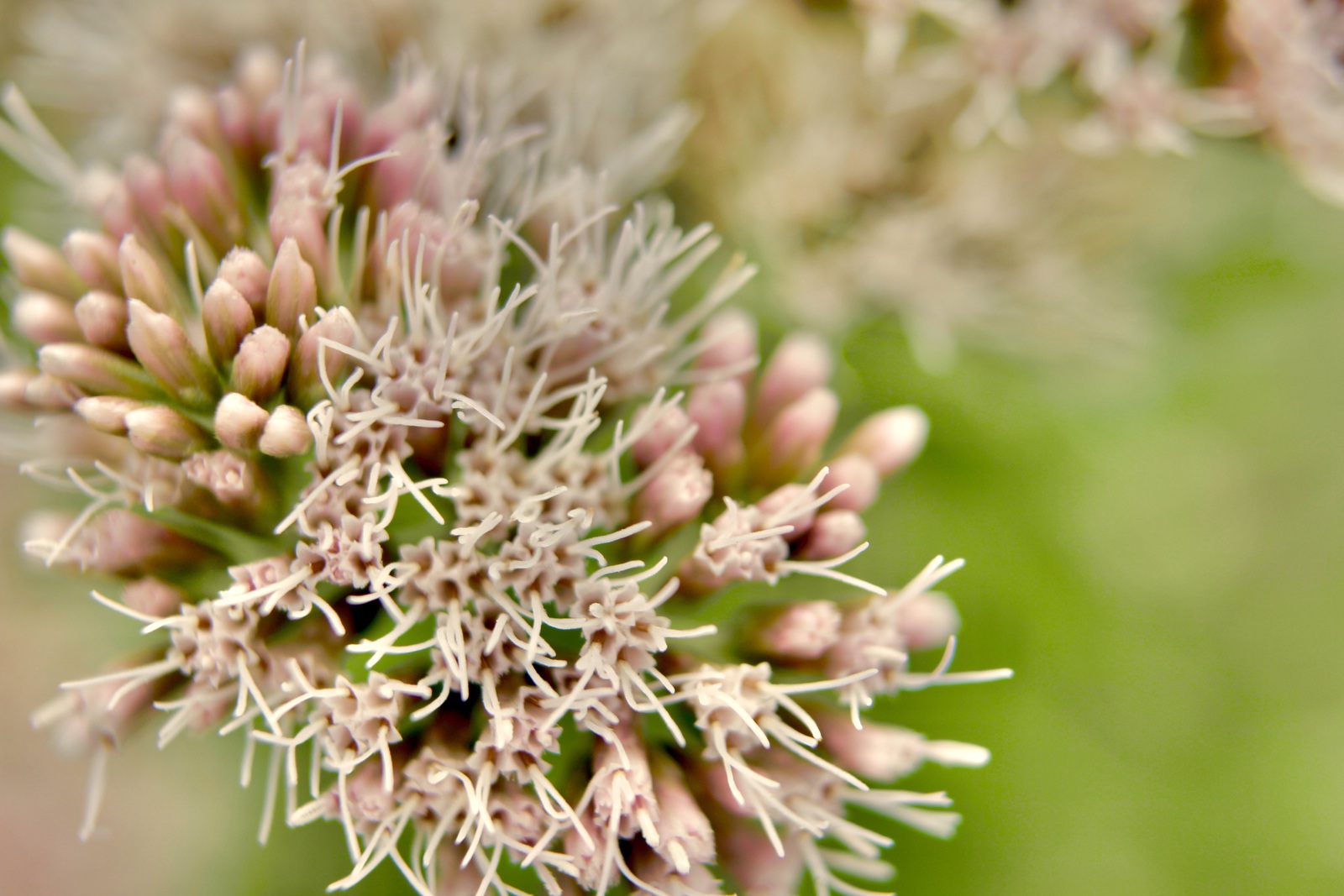 Roze kleine bloemen