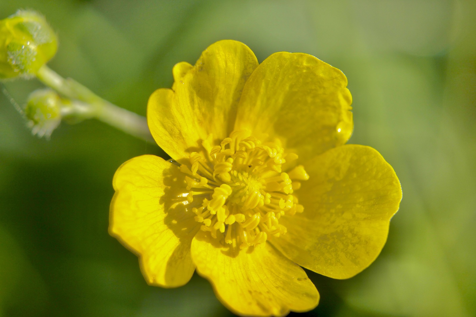 Gele boterbloem in de ochtendzon