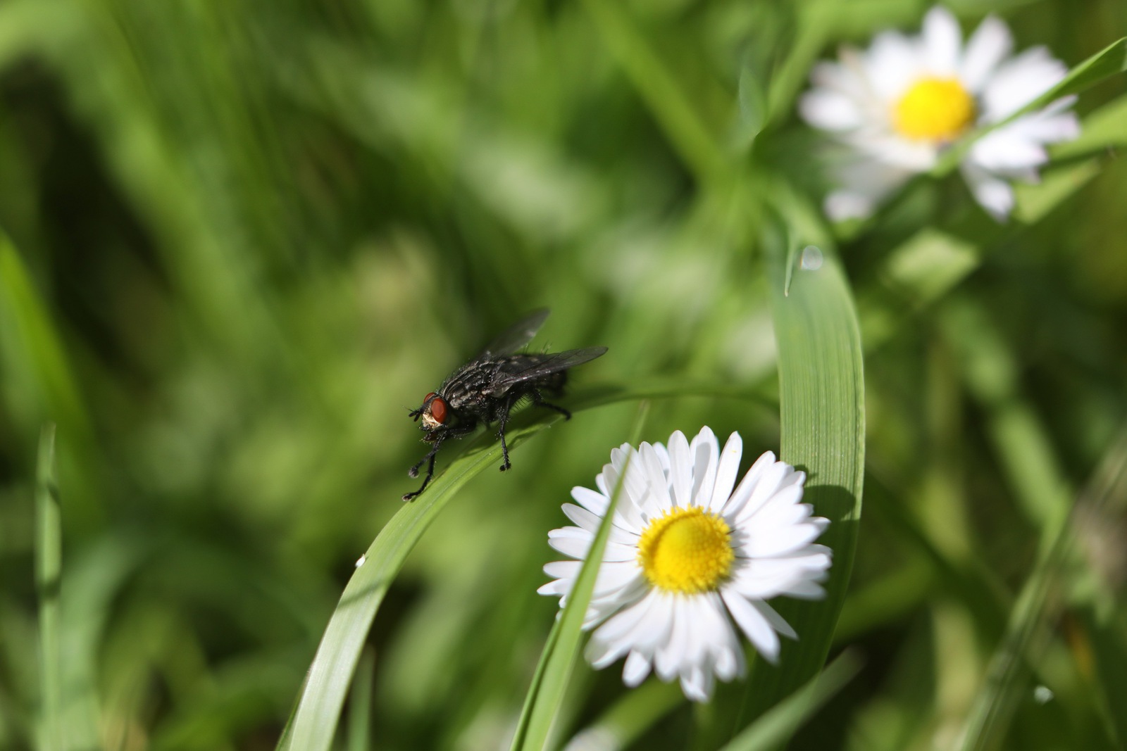 Black Fly in your Chardonnay