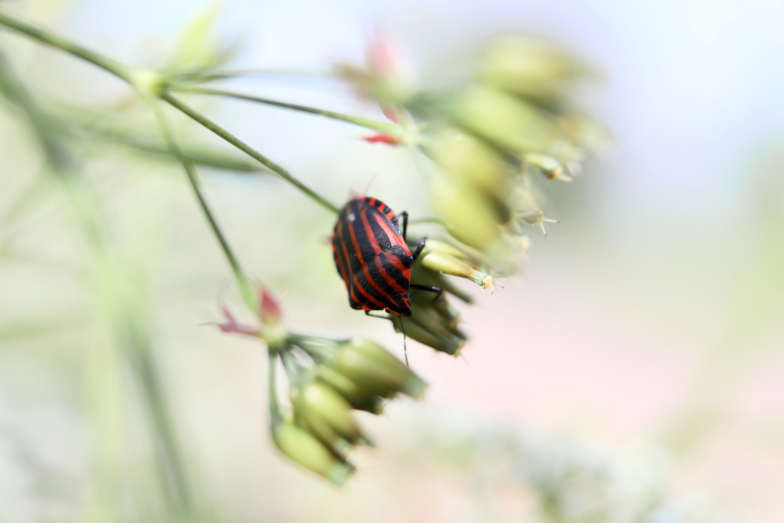 Pajama Shieldbug