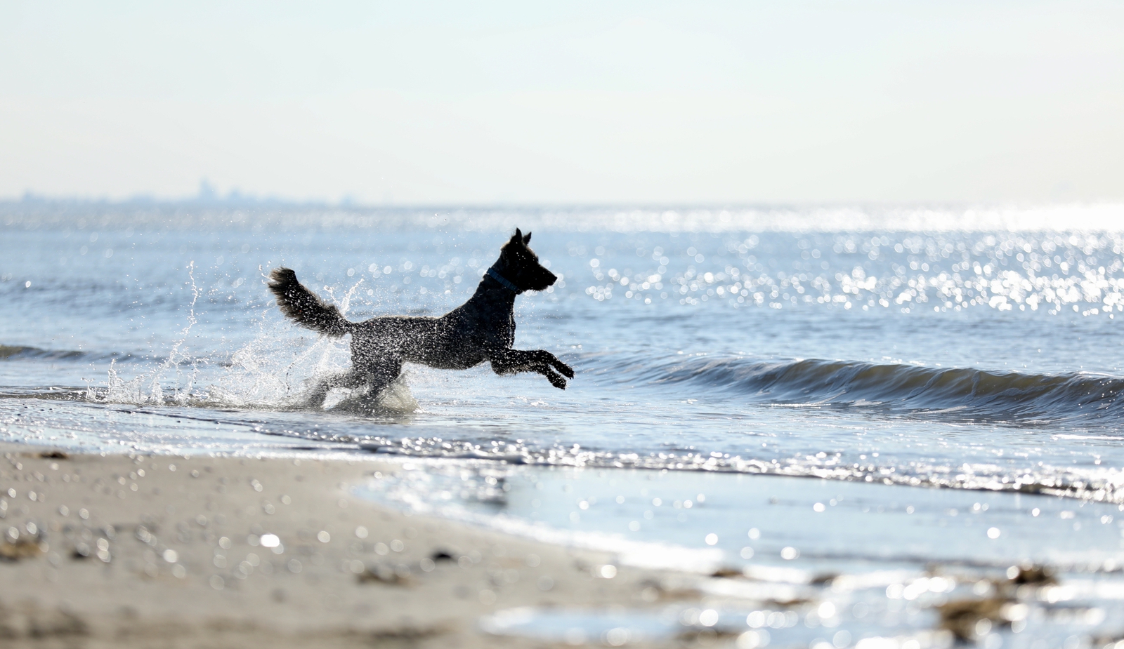 Dog at the Beach