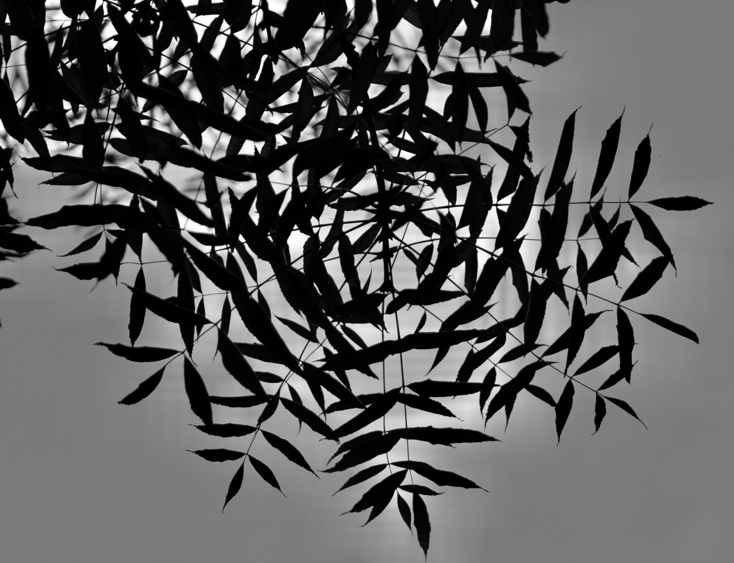 Fern in the sky