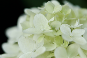 Macrofotografie flora.
Ik houd ervan om de bloemen die kleur te geven zoals ik ze op de dag van het fotograferen zag. Dus zo natuurlijk mogelijk. 