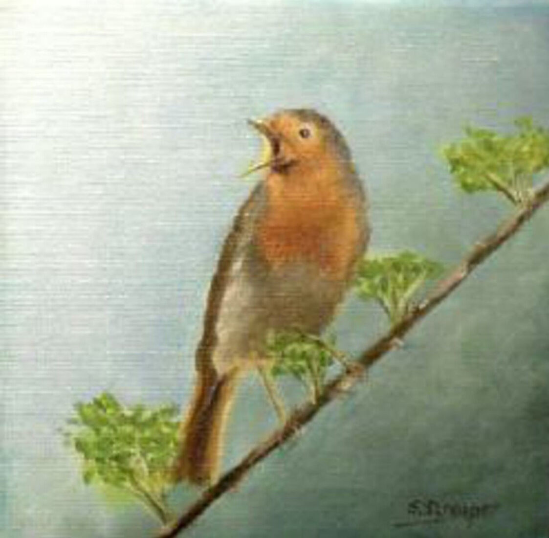 Roodborst