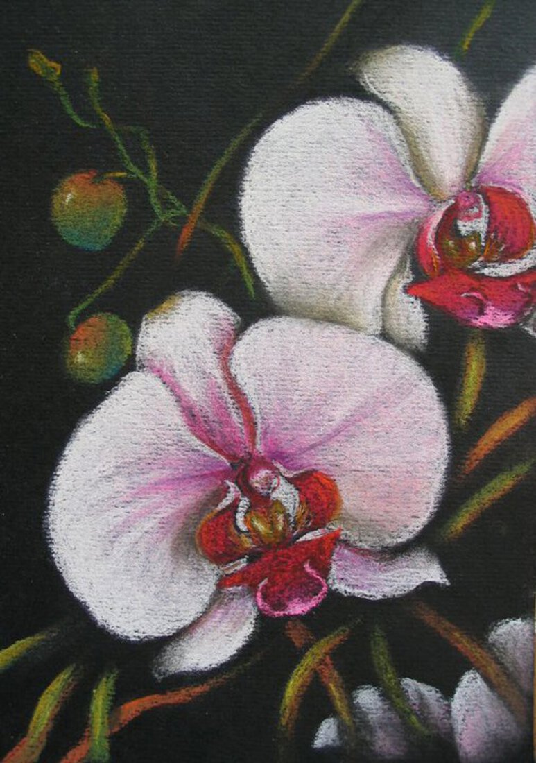 Witte Orchideeën 