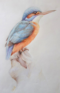 De tekeningen zijn met aquarel kleurpotloden op papier gemaakt.