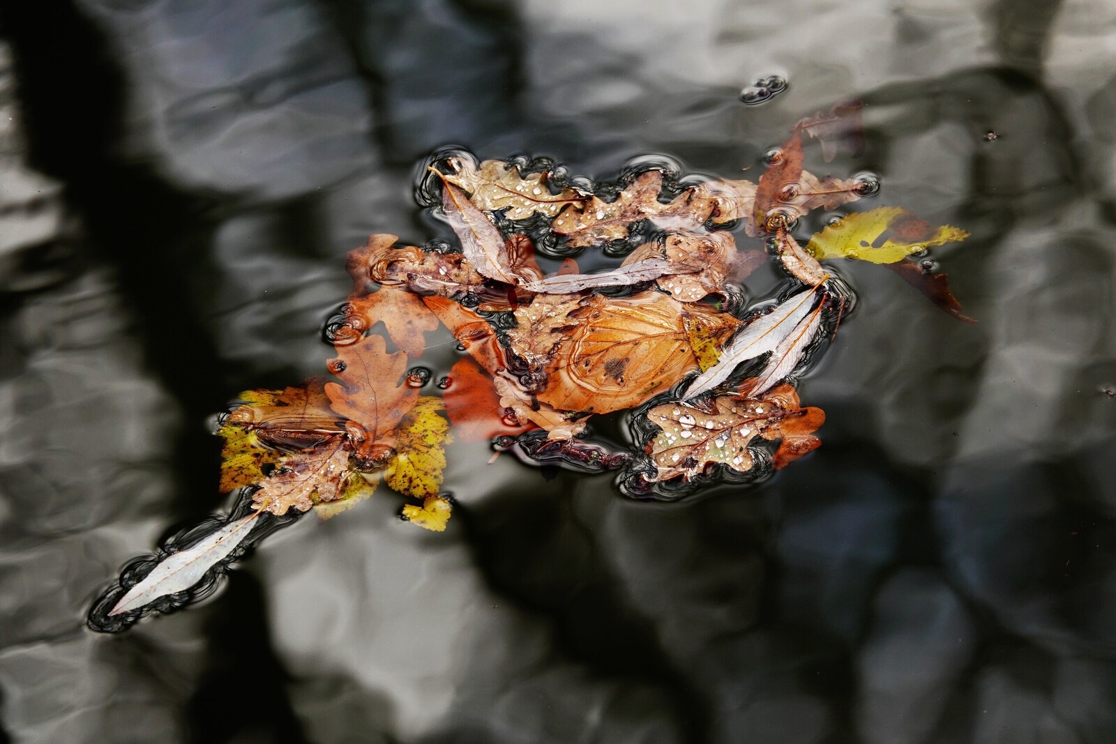 Herfstbladeren op het water