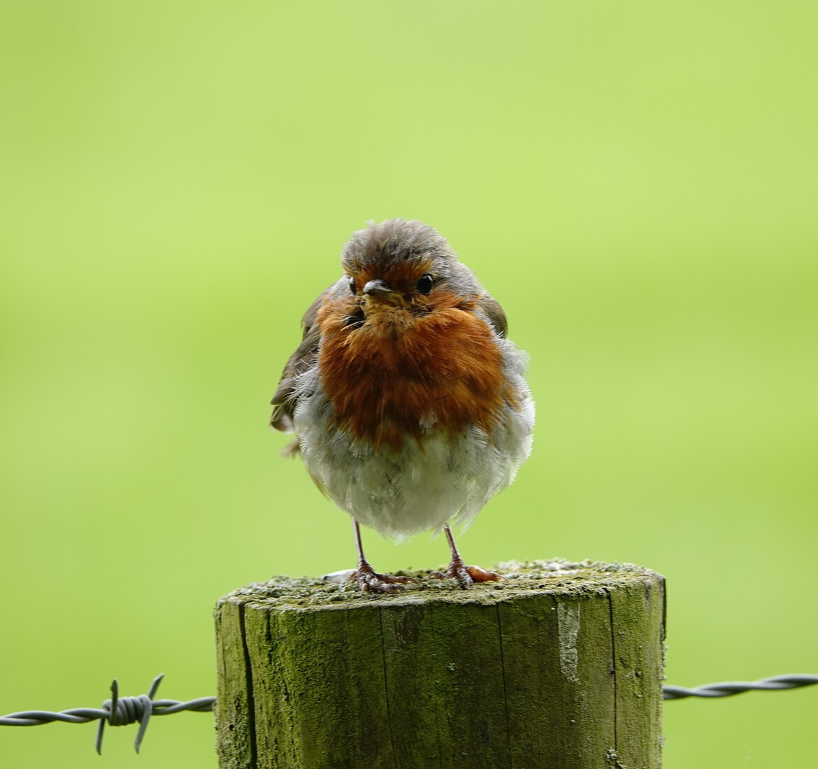 Roodborst