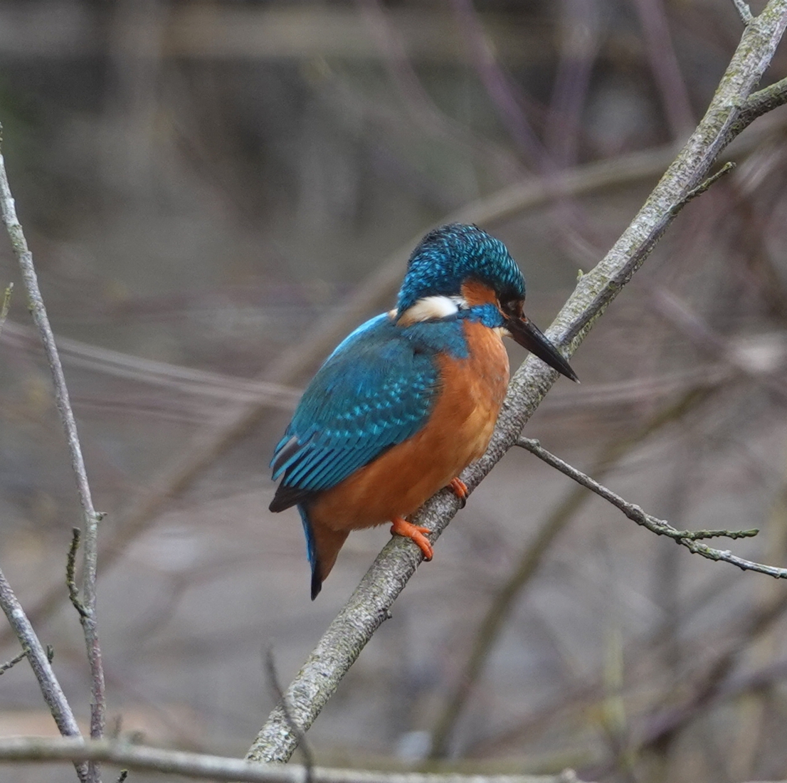 IJsvogel