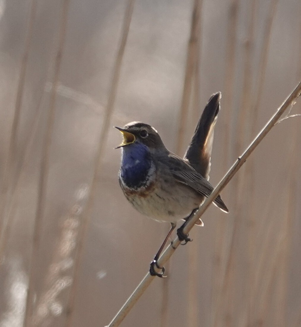 blauwborst