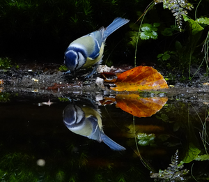 Fotografie vogels