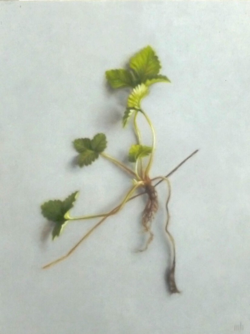 Aardbei plantje