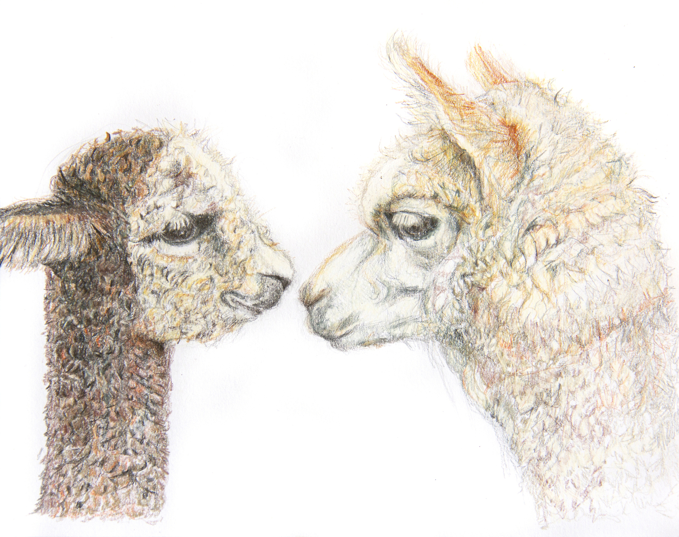 Twee alpacas