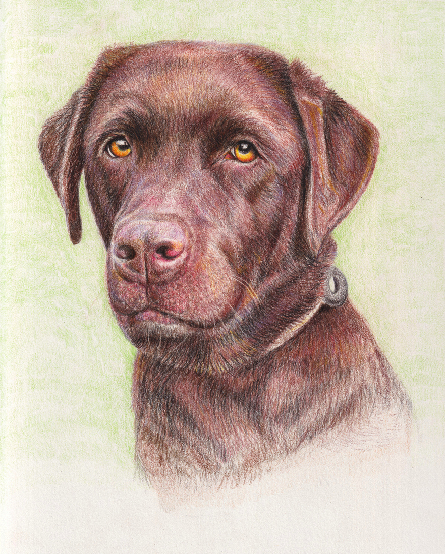 Portret hond