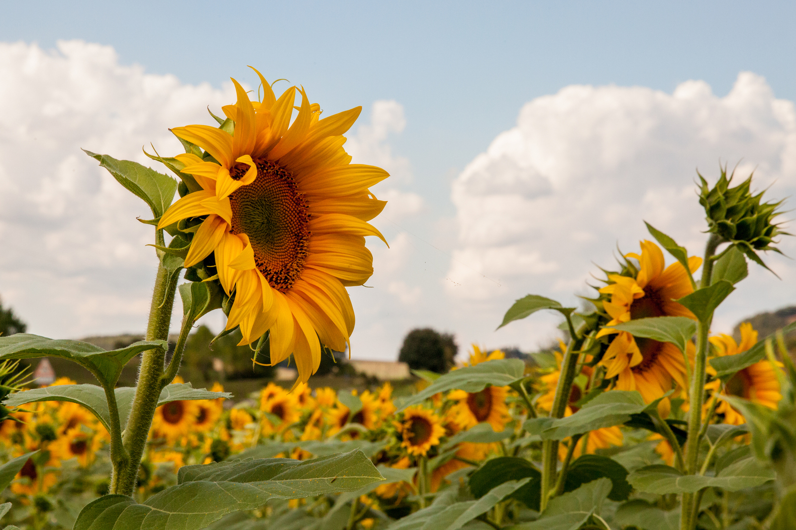 Zonnebloemveld 