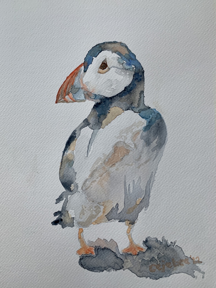 Papegaaiduiker in aquarel