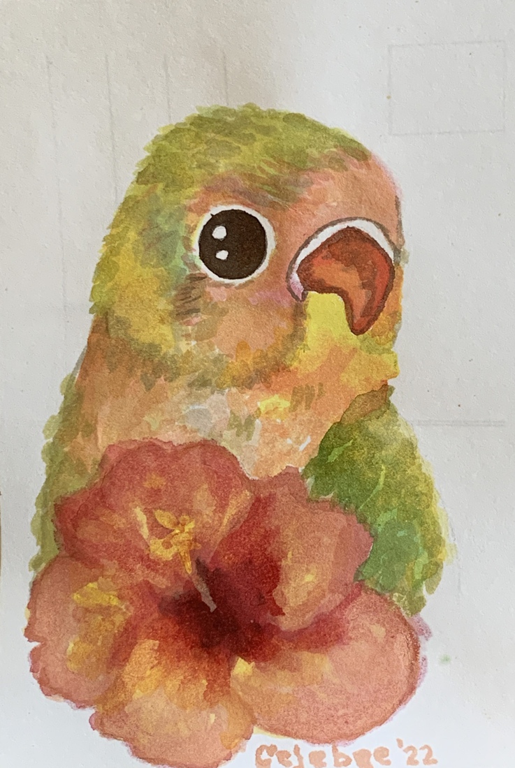 Dwergpapegaai (Agapornis)