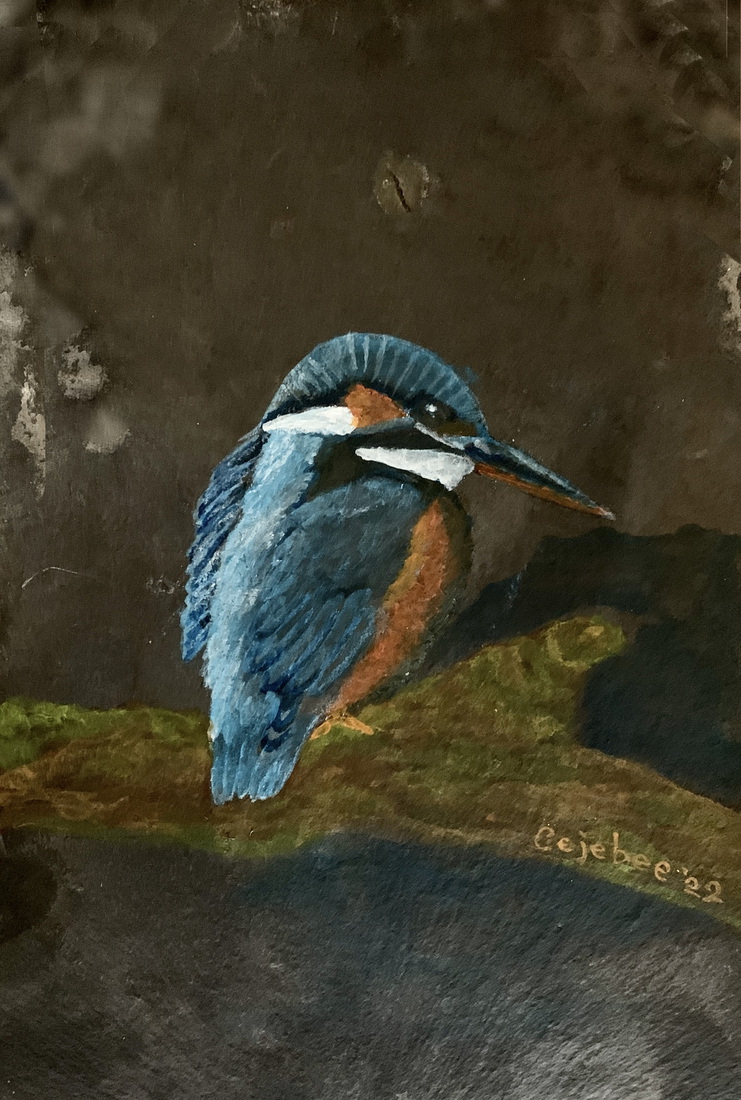 IJsvogel op oude lei