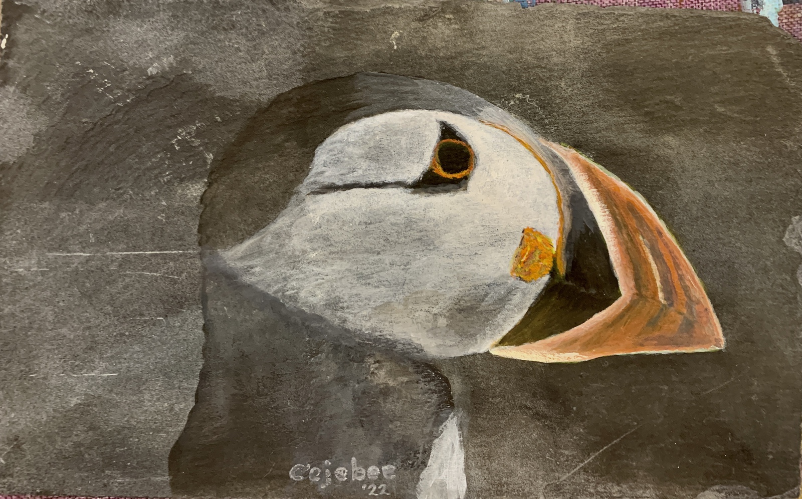 Papegaaiduiker nummer 2 op oude lei