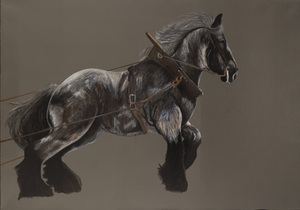 In deze groep vindt u de collectie 