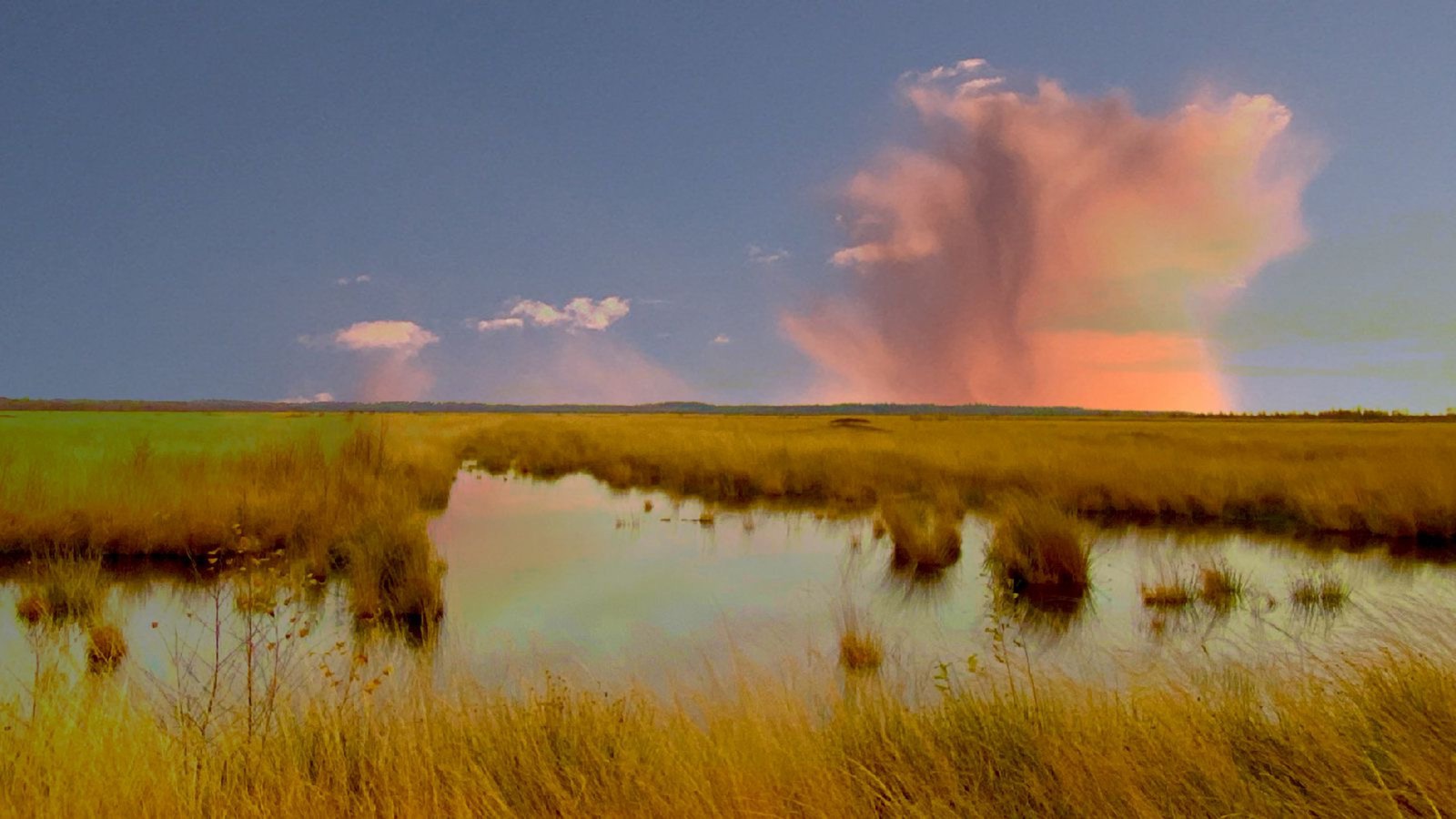 het Fochteloër  veen