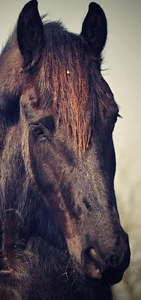 paarden op alle manieren verbeeld. Grafiet, acryl, olieverf, i-phone art