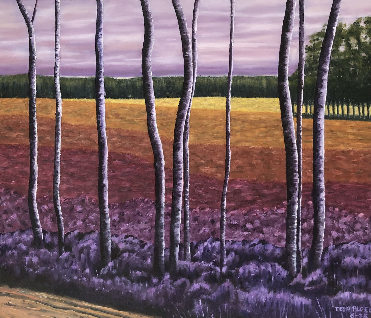 Tongerense hei in bloei.