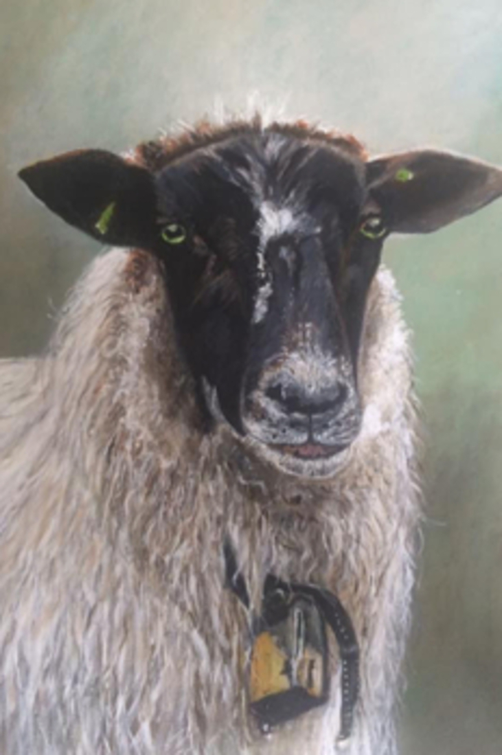 Bel, het schaap van schaapskudde De Belhamel