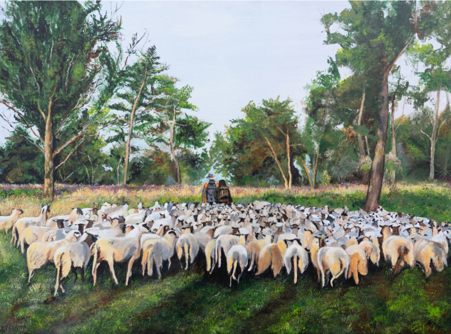 Schaapskudde De Belhamel