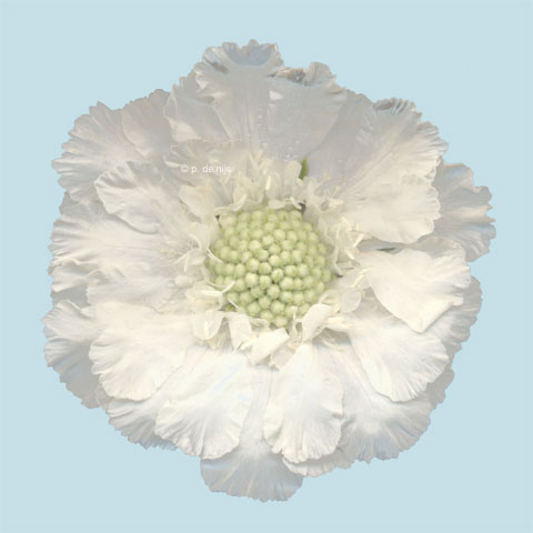 scabiosa