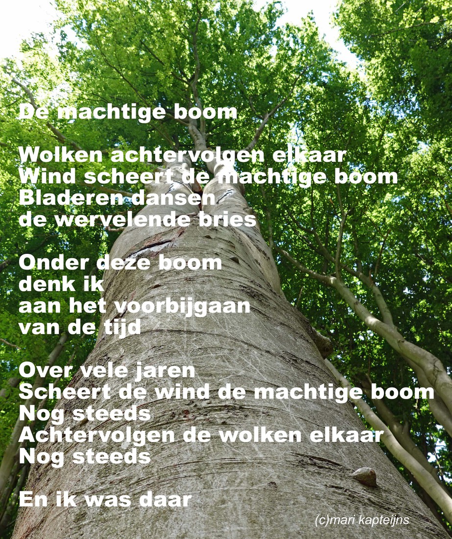 De Machtige Boom