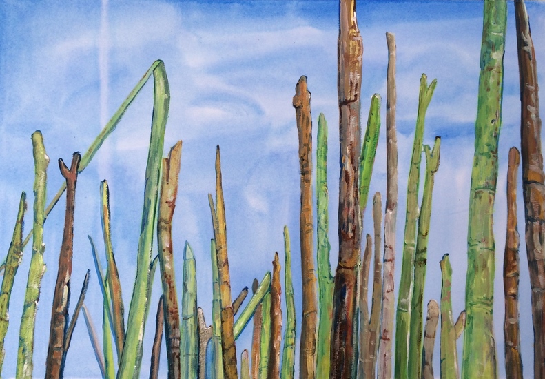 koolzaad stoppelveld