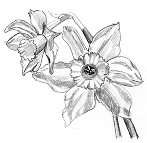 afbeeldingen gemaakt met potlood of pastelkrijt