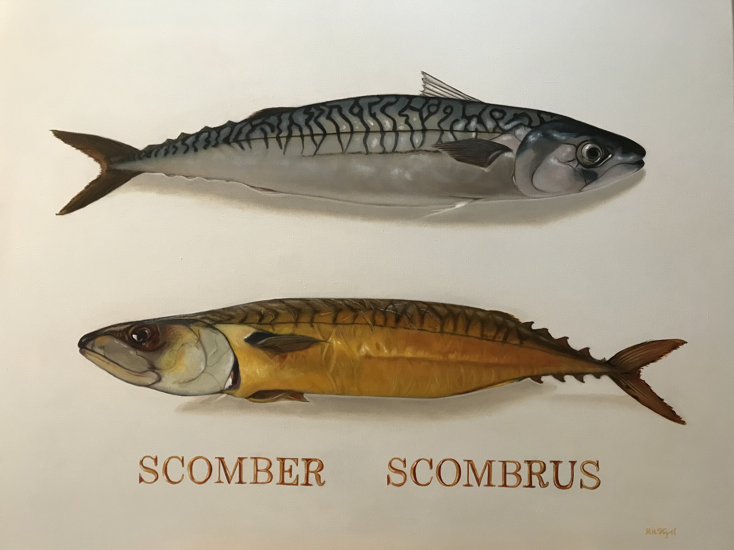 Rauwe Makreel & gerookte Makreel.