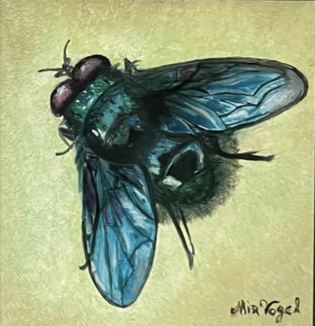 Insect 