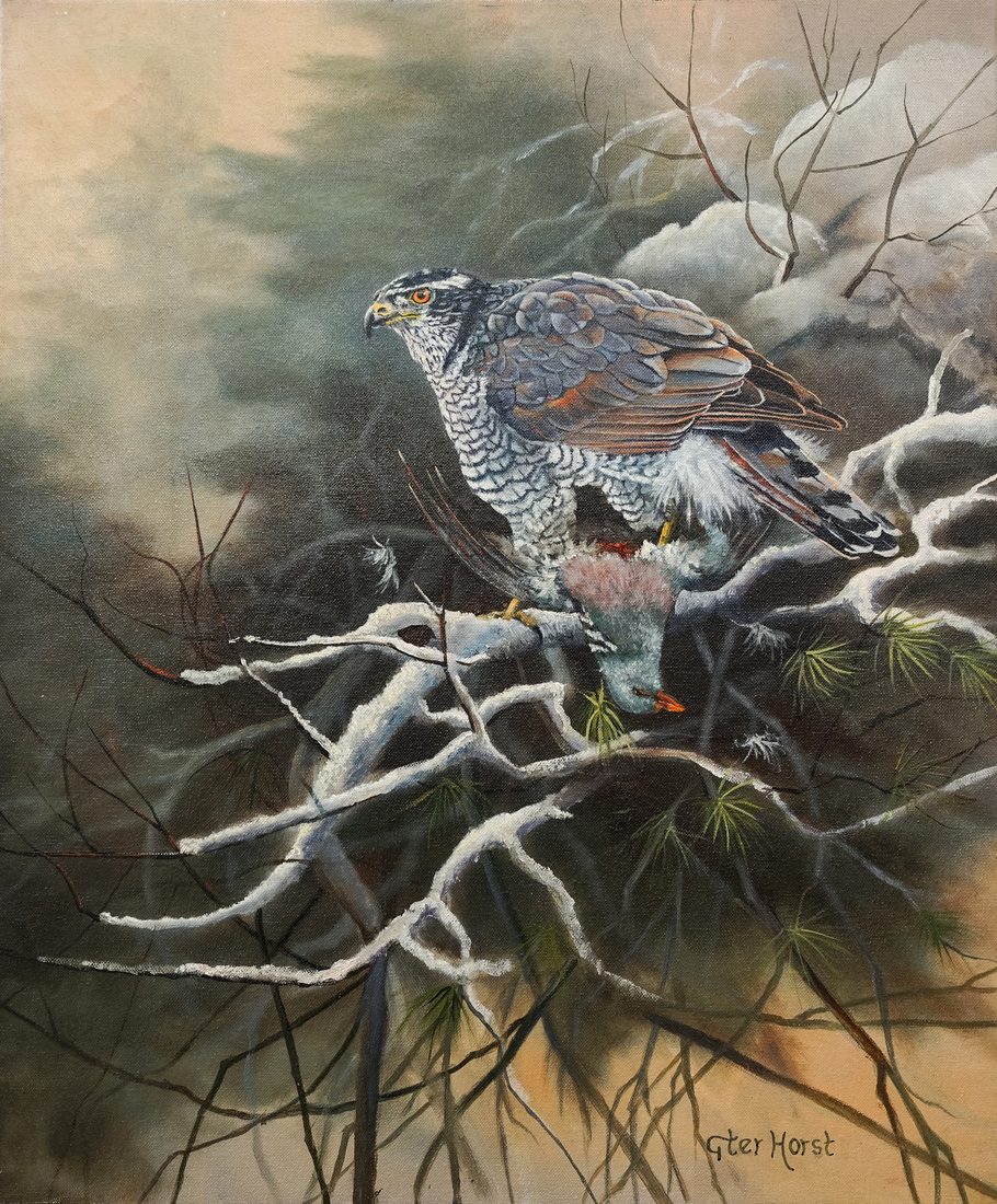 Havik met duif