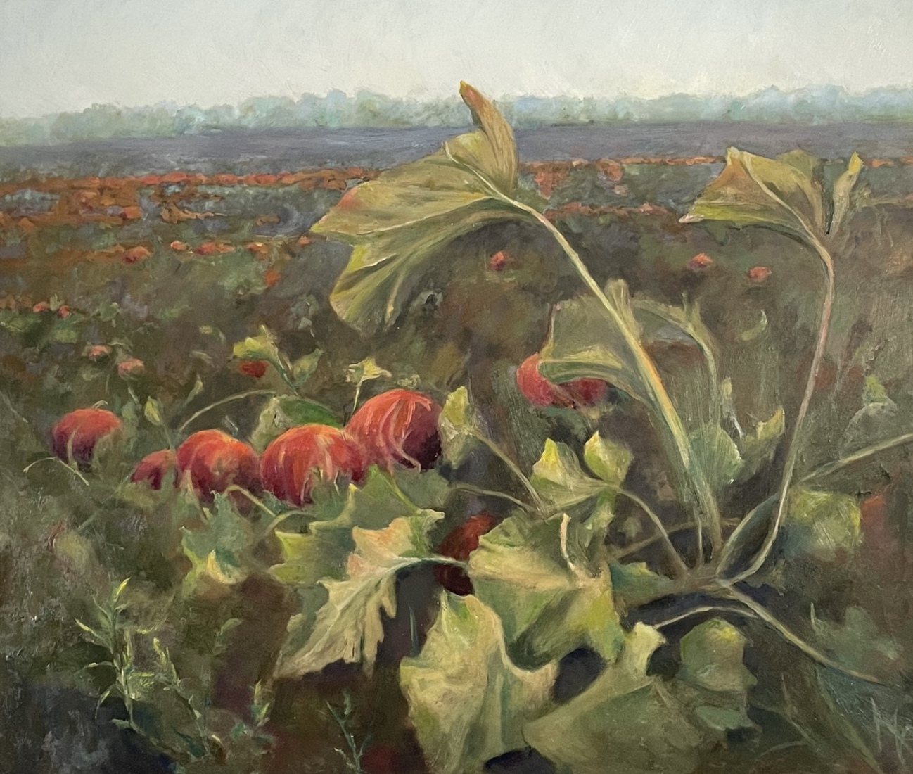 Pompoenen op het land