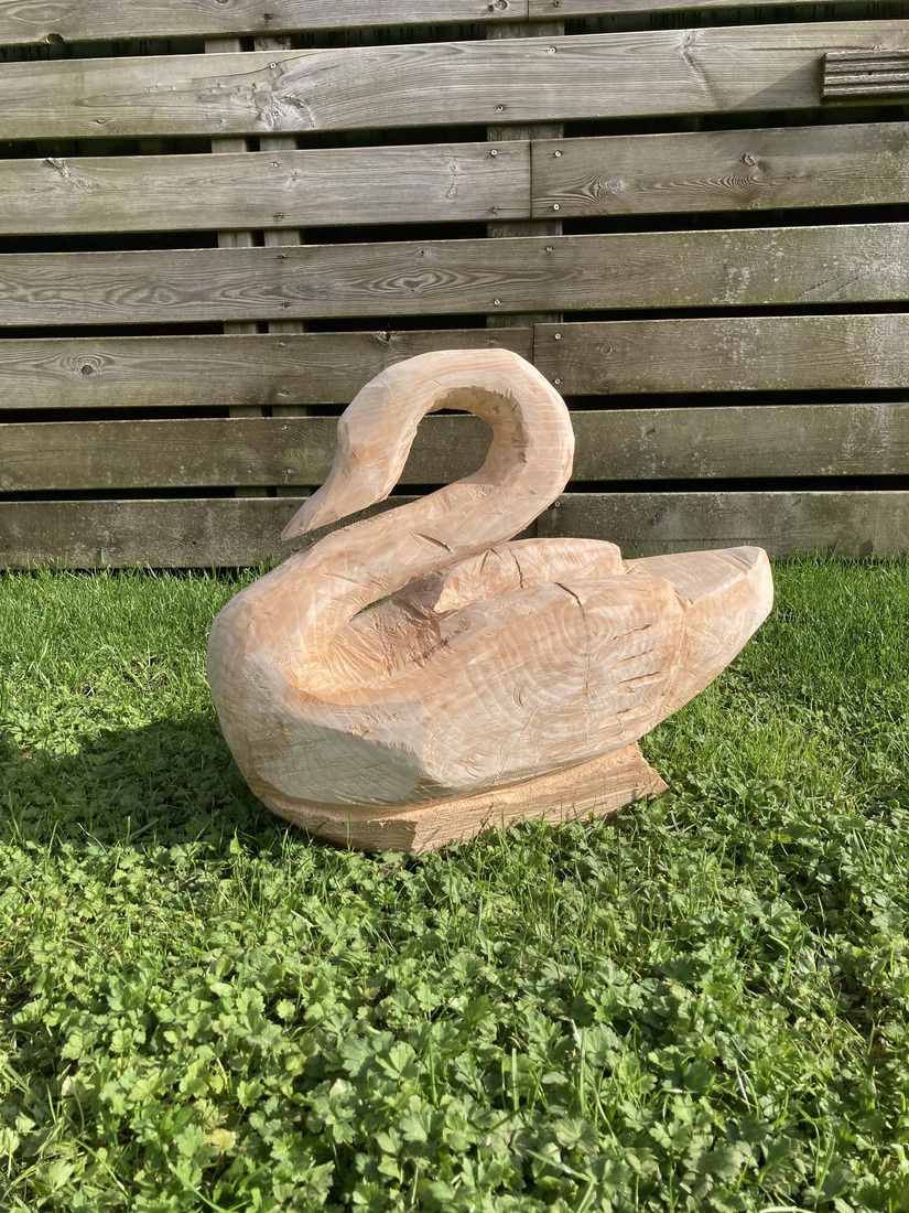 Zwaan