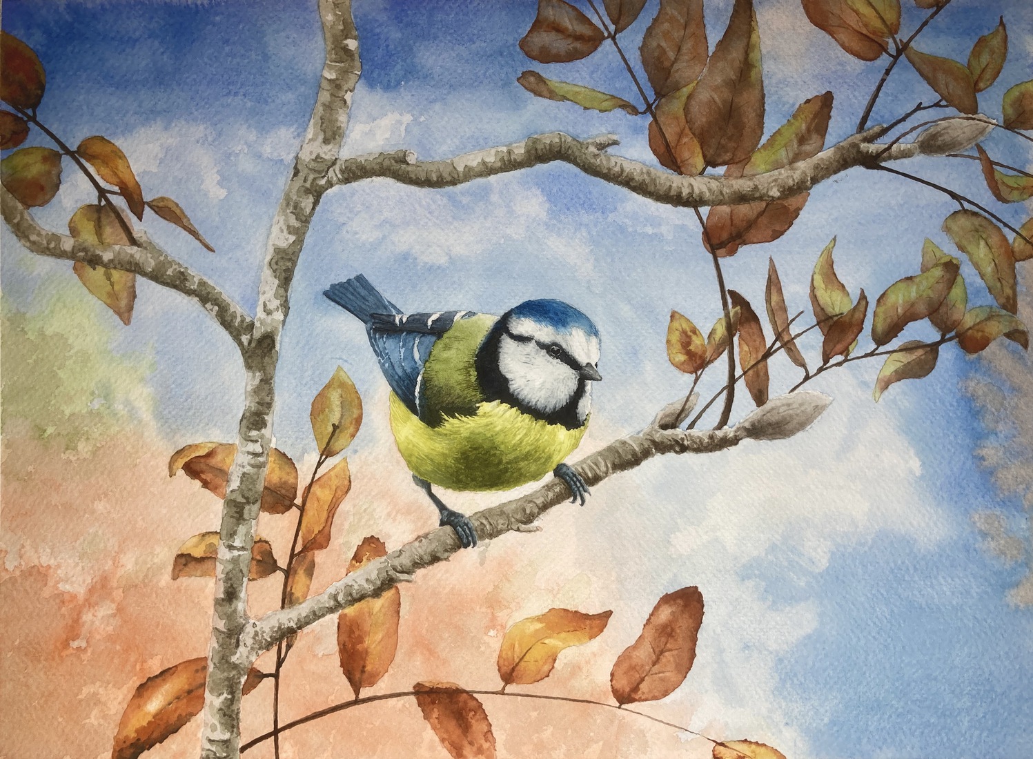 Pimpelmees op een tak